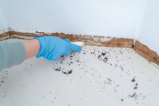 Best Wasp Removal Services  in North Gates, NY